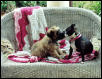 puppy love?