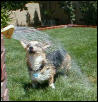 summer splash
