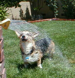 summer splash