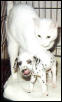 one with spots, one without