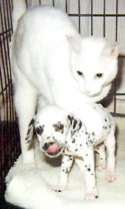 one with spots, one without