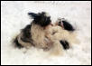 snow shoes...uh, snow tzus