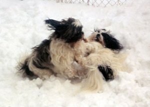snow shoes...uh, snow tzus