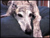 greyhound daydreamer