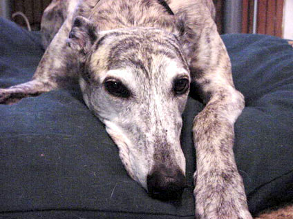greyhound daydreamer