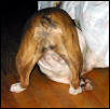 Dogged Pursuit
