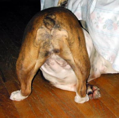 Dogged Pursuit