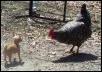 who are you calling a chicken?