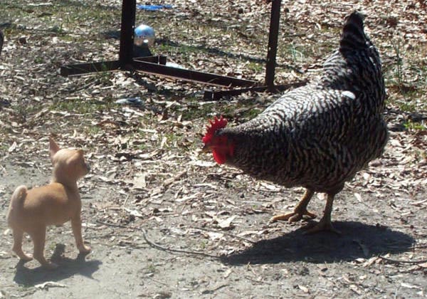 who are you calling a chicken?