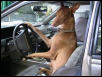 when dogs carpool