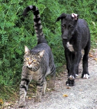 walk this way