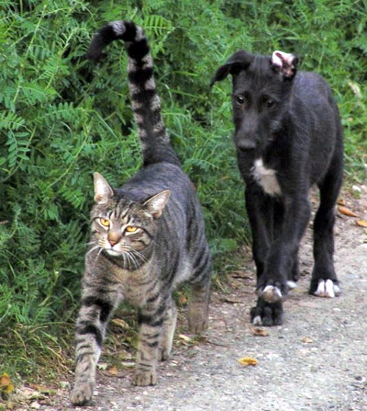 walk this way