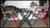 poker dogs