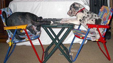 poker dogs