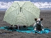 dog days of summer