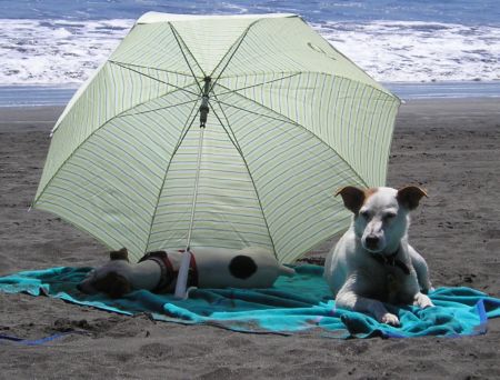 dog days of summer