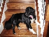 ok, so maybe i'm a step-dog!