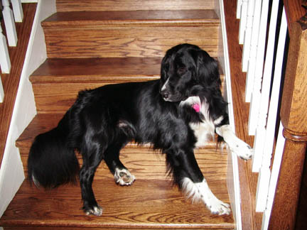 ok, so maybe i'm a step-dog!
