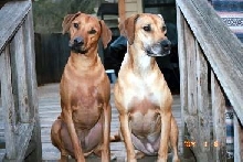 synchronized ridgebacks?