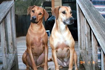 synchronized ridgebacks?