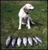 looks fishy to me