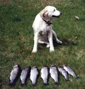 looks fishy to me