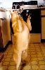 dance fever