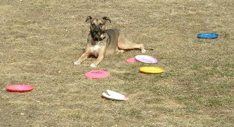 more frisbees, please!
