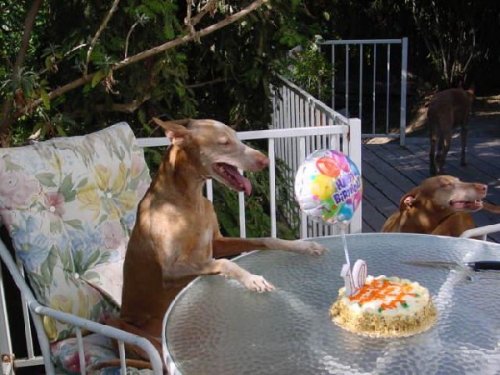 Oh boy, cake!!!