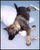 gsd cutie