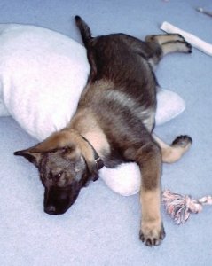 gsd cutie