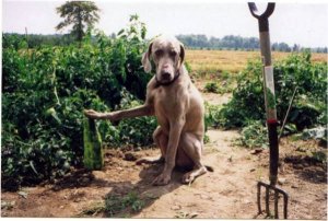 grey ghost with a green thumb...uh, paw?