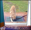 mom, we need a bigger door!