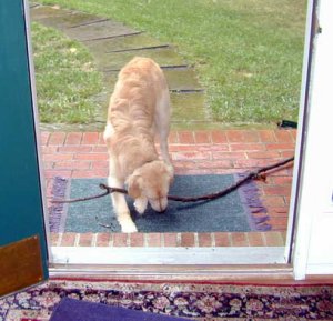 mom, we need a bigger door!