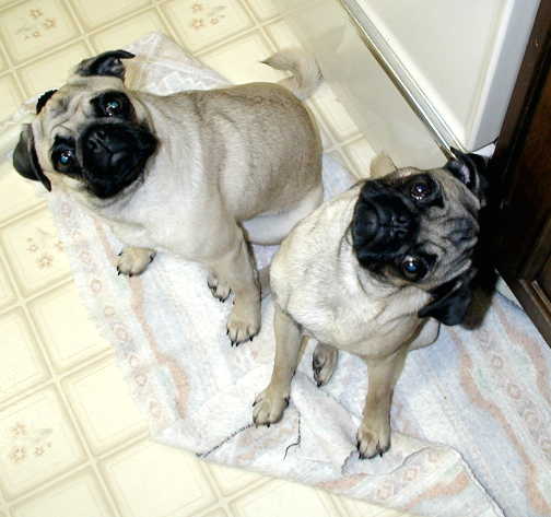 puzzled pugs