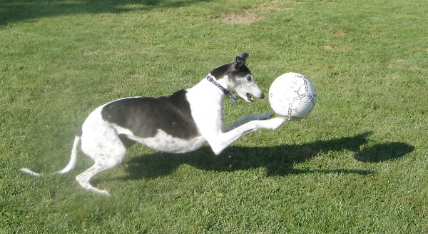 ready for world cup soccer