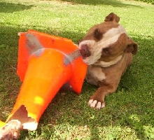 likes orange cones