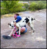 walking the dog