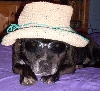 doggie incognito