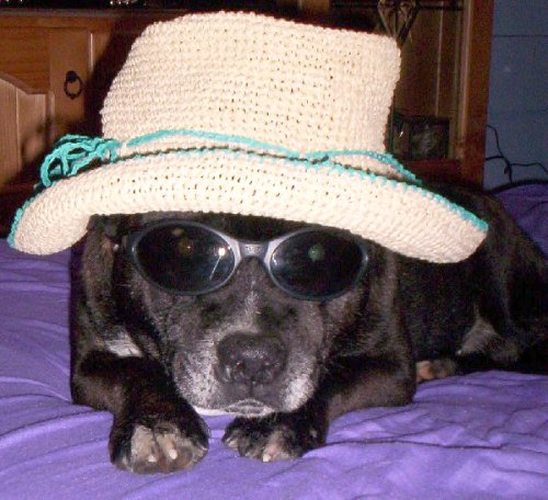 doggie incognito