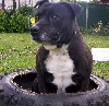 dog tired