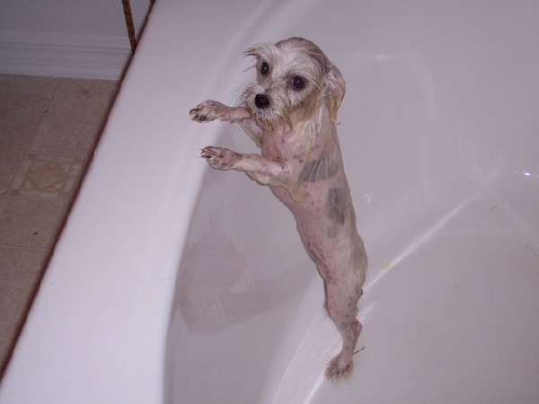 wet little maltese