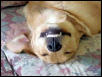 golden smile