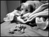 pup-sitting detail