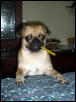 groucho barx?