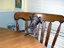 chow hound?
