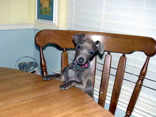 chow hound?