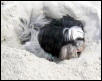 shih tzu sand camouflage