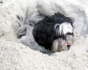 shih tzu sand camouflage