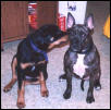 plotting hounds?